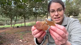 Comparing Wood ear and jelly roll fungus - Auricularia americana and Exidia recisa