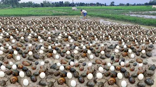 Best video fishing! found & pick alot of snails & egg duck in rice field after dry water by hand