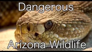 Dangerous Arizona Wildlife and Creepy Crawlers | Living in Arizona