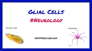 Glial Cells // Neurology