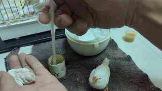 Hand Feeding White Zebra Finch 20231205