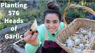 Planting Fall Garlic for Summer Harvest | Best Time to Plant Garlic