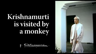 Krishnamurti is visited by a monkey | Krishnamurti