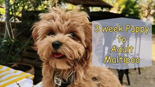 Puppy to Full Grown Adult Maltipoo Dog: MUST WATCH journey in this MALTIPOO video COMPILATION