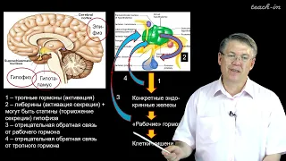 Дубынин В. А. - 100 часов школьной биологии - 1.13. Эндокринная система. Часть 1