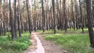 Сосновый лес (Украина)