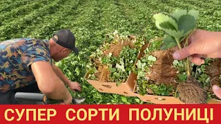 Супер Сорти Полуниці‼️ Розсада копанка Брілла, Амі, Гранд Роса🍓🌱