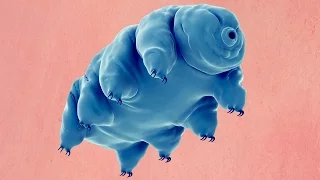 What Is A Water Bear?