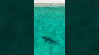 Great white or bronzer? Seems to check a surfer out in WA