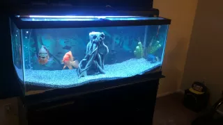 75 gallon red devil , oscar , jack dempsey , tank