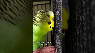 Such a Good Baby Bird - Boba the Budgie - #shorts