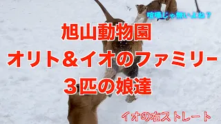 旭山動物園ライオンファミリーオリトとイオ夫婦と３匹の娘達Baby lion,her face is completely white in the snow世界一楽しい子ライオンファミリーを見てみよう