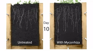 The effect of Mycorrhiza