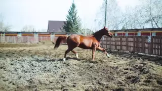 Гвоздика, Русская рысистая лошадь