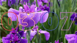 spring flowers 5 minute countdown timer with music