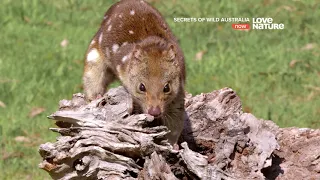 Тайны дикой природы Австралии : Сумчатые малютки 4K