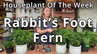 Rabbit's Foot Fern - Houseplant of the Week