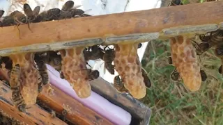 Ana arı üretimi kraliçe arı üretimi Çift aşılama ile baştan sona DEV ana ari queen bee production