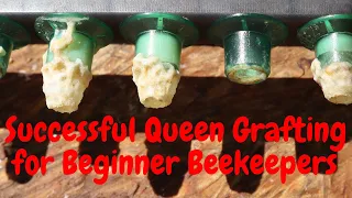 🔵Grafting Queens for Beginners! Queen Rearing series | Part 2