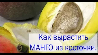 Как вырастить манго из косточки. Сад и огород выпуск 252