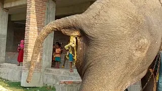 Elephant Poop Funny | Watch How Elephant Poop Morning Time, Bangladeshi Elephant Pooping