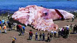 Top 10 Biggest Animals That Really Exist