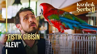 Yakup 'Once Said' dersek! 🦜 | Kızılcık Şerbeti