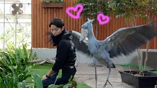 Shoebill loves the caretaker too much💕お兄さんを好きすぎるハシビロコウ【12月のふたば3】