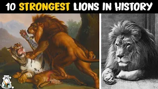 10 Most Powerful Lions in History