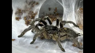 Ceratogyrus marchalli , the Straight Horned Baboon egg sac removal