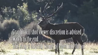 Graphic kill shot on sika stag viewer discretion is advised