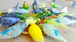 🌾🥖 Budgie Treats 🦜💫