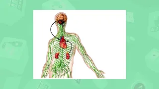 10 класс. Биология. Проводящая система сердца. Механизм автоматии сердца. 15.05.2020.