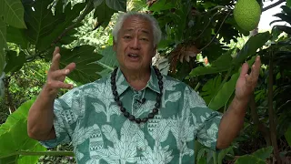 Uncle George Hawaii  - Episode #1 - Taro ( Kalo ) Part 1