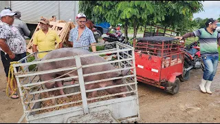 FEIRA DE SUÍNOS EM CUPIRA-PE, ALÉM DE CAPRINOS E OVINOS  08-05-2024  #nordeste