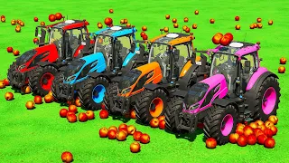 TRANSPORTING PEACH FRUITS WITH VALTRA TRACTORS - Farming Simulator 22