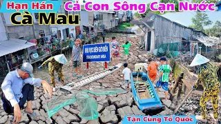 Cà Mau Hạn Hán, Dòng sông cạn sạch nước, đất nứt nẻ ruộng lúa không nước tưới, quá khổ