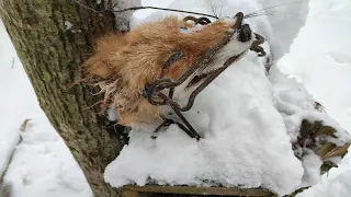 РЫСЬ СЪЕЛА ЛИСУ//ФЛАЖИМ ВОЛКОВ..//Flame the Wolves