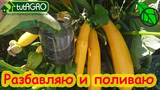 ОГУРЦЫ и КАБАЧКИ ОЖИВАЮТ и СНОВА ВЯЖУТ УРОЖАЙ! Просто опрыскайте и полейте этим средством!