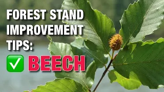 Deer Don't Need All Those Beech Trees. Forest Stand Improvement Tips.