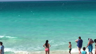 Cuba Shark Playa Cayo Santa Maria