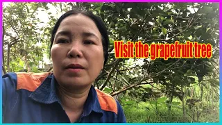 Vlog Daily : Visit the grapefruit tree to see the fruit