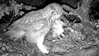 Great horned owls: The male feeding his mate