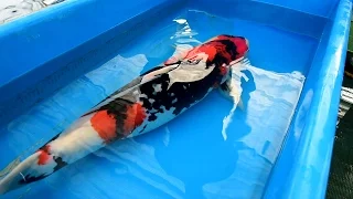 Modern Koi Blog #1273 - Live from Japan: Die Koi unserer Kunden Teil 2