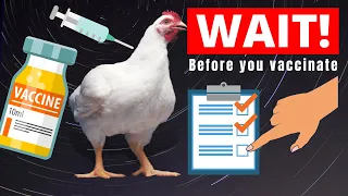 3 Things to Know About How to Vaccinate Chickens | WATCH THIS BEFORE YOU VACCINATE