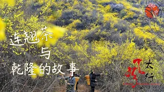 平定古州的药茶宝藏：乾隆竟然因连翘茶而“戒茶” ?   #平定古州 #中药