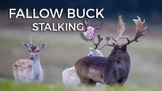 FALLOW BUCK STALKING