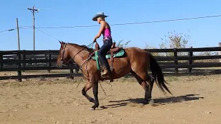 SUPER NICE AQHA DUN ROAN 4 YEAR OLD GELDING, RANCH & TRAIL, REINING TRAINING