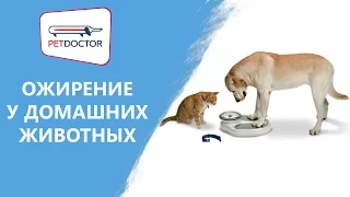 Ожирение у собак и кошек. Рекомендации ветеринарного врача