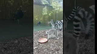 Harold the peacock pays a visit to our lemurs!